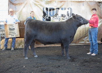 Reserve Grand Champion Steer