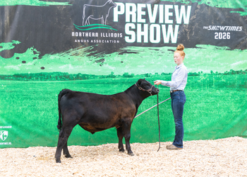 Grand Champion Bred-and-owned Bull