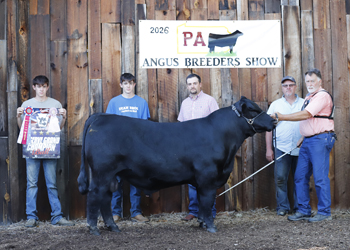 Reserve Grand Champion Bull