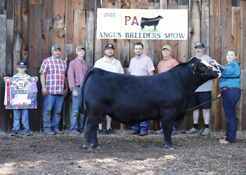 Grand Champion Bull