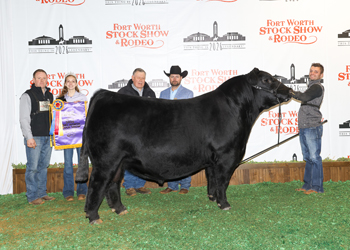 Grand Champion Bull