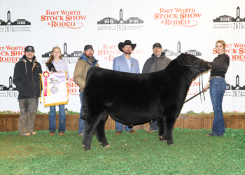 Reserve Grand Champion Bull