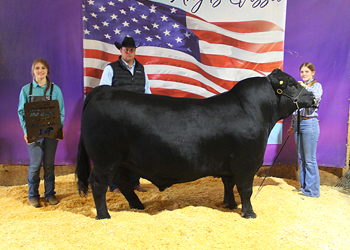 Grand Champion Bull