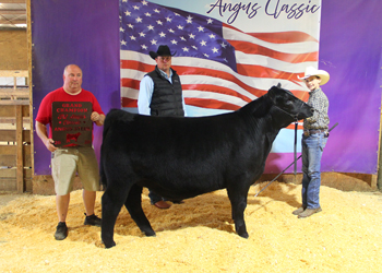 Grand Champion Steer
