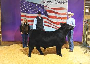 Reserve Grand Champion Bull