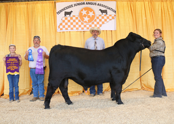 Grand Champion Bred-and-owned Bull