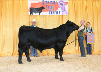 Reserve Grand Champion Bull