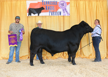 Grand Champion Bull