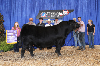 Grand Champion Bull