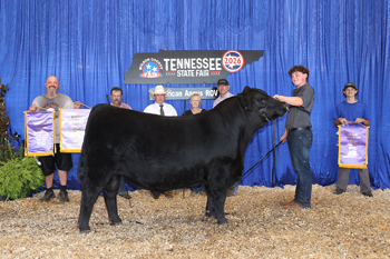 Reserve Grand Champion Bull