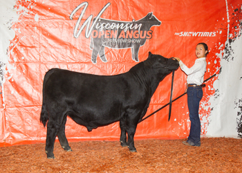 Reserve Grand Champion Bull