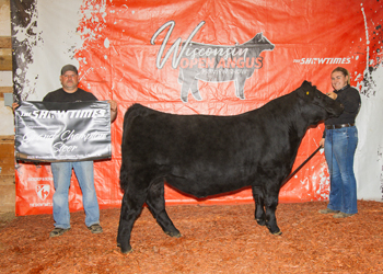 Grand Champion Steer
