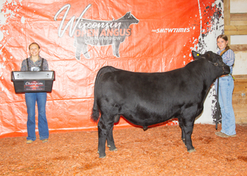 Grand Champion PGS Bull