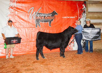 Grand Champion Bull