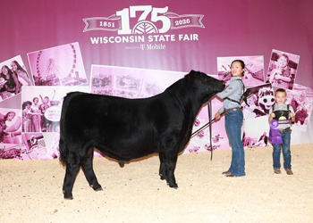 Grand Champion Bull