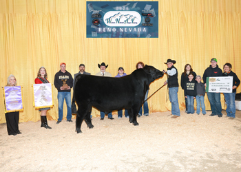 Reserve Grand Champion PGS Bull