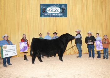 Grand Champion Bull