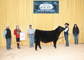 Reserve Senior Heifer Calf Champion