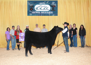 Senior Heifer Calf Champion