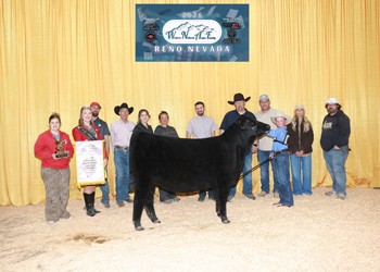 Reserve Junior Heifer Calf Champion Div 1