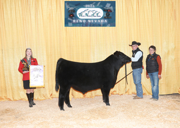 Reserve Summer Bull Calf Champion