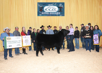 Reserve Grand Champion Bull