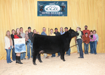 Grand Champion Owned Female