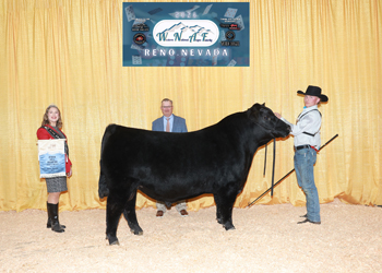 Bred-and-owned Junior Champion Bull