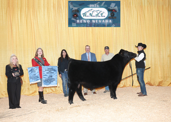 Reserve Grand Champion Bred-and-owned Bull