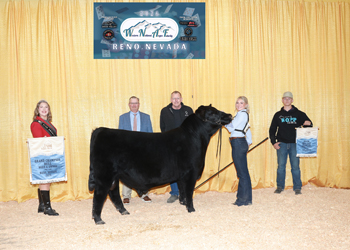 Grand Champion Bred-and-owned Bull