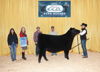 Owned Reserve Senior Heifer Calf Champion