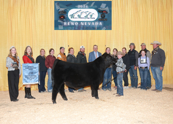 Reserve Grand Champion Steer