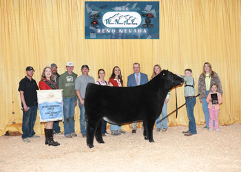 Grand Champion Steer