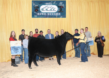 Grand Champion Bred-and-owned Female