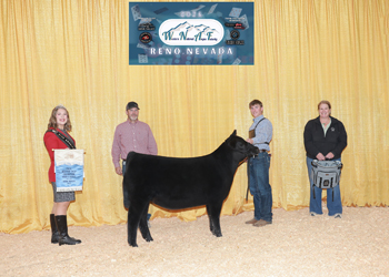 Bred-and-owned Fall Heifer Calf Champion