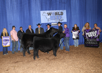 Grand Champion Cow-calf Pair