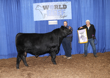 Reserve Junior Champion Bull