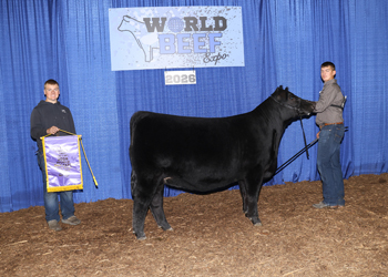 Intermediate Champion Heifer