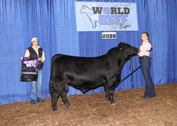 Grand Champion PGS Bull