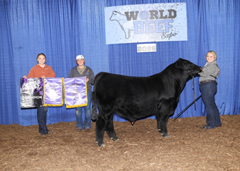 Grand Champion Bull