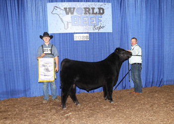 Reserve Senior Bull Calf Champion