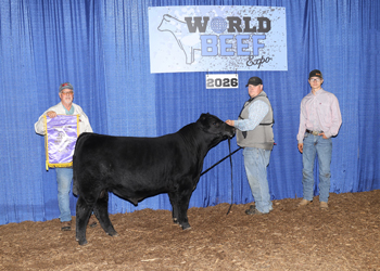 Junior Bull Calf Champion