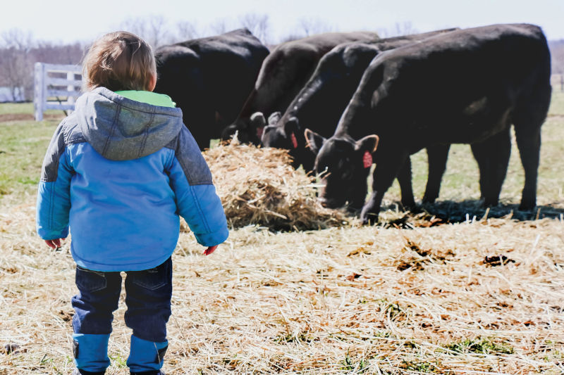 angus foundation angus foundation