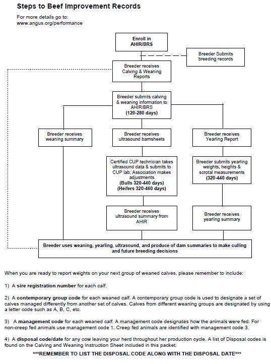 AHIR Beef Improvement Records
