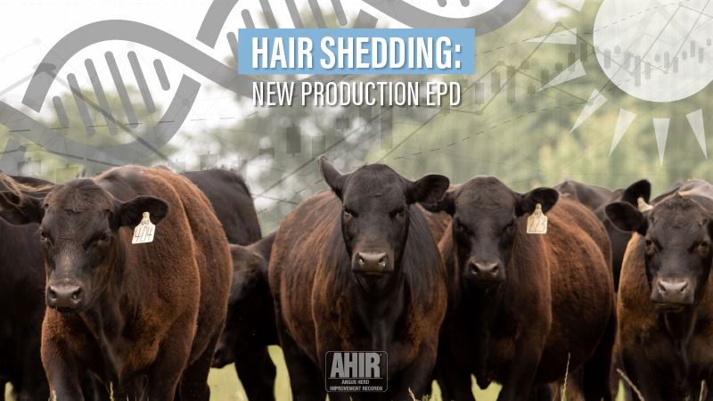 Hair Shedding: New Production EPD
