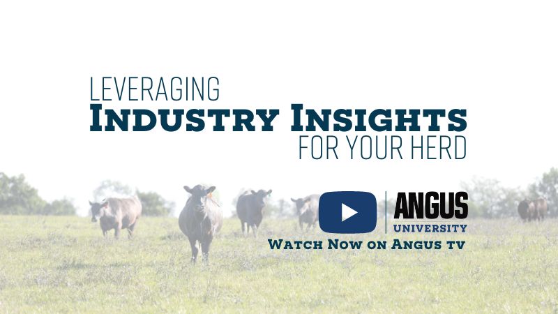 Angus University Webinar: Leveraging Industry Insights for Your Herd