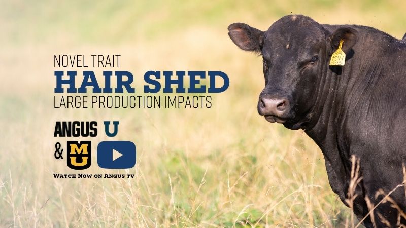 Angus University Webinar | Hair Shed: Novel Trait with Large Production Impacts