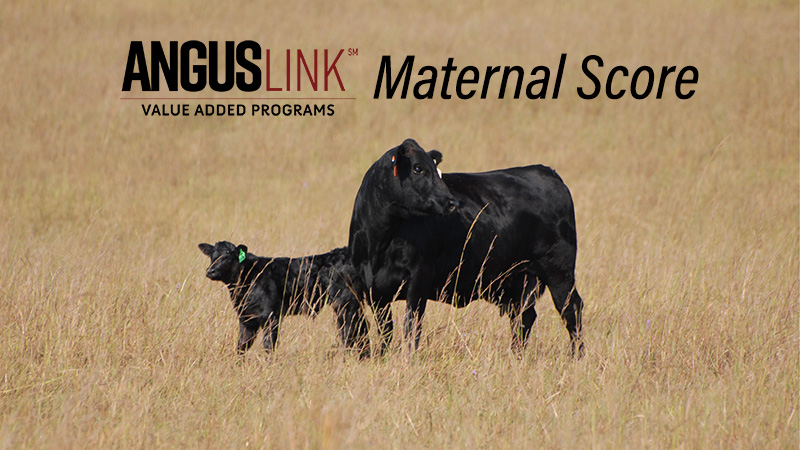 AngusLink releases Maternal Score as marketing tool for replacement females